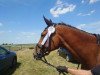 jumper Carillos (German Sport Horse, 2015, from Eic Caleo)