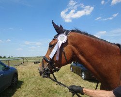 jumper Carillos (German Sport Horse, 2015, from Eic Caleo)