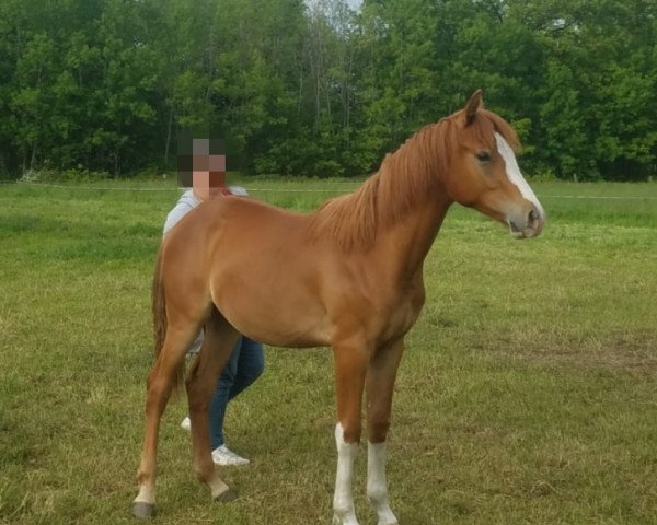 dressage horse Vancys Vux S (German Riding Pony, 2022, from Top Vancouver)