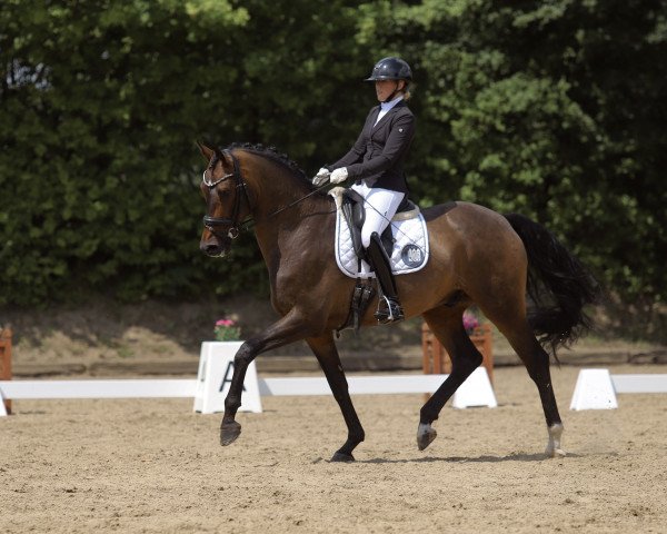 dressage horse Ibizza Style (Hanoverian, 2018, from Asgard's Ibiza)