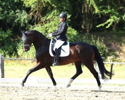 dressage horse Didavi 8 (German Sport Horse, 2016, from Daily Deal)