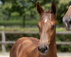 dressage horse Abraxans Gesellenstück (Trakehner, 2023, from Imperio 3)