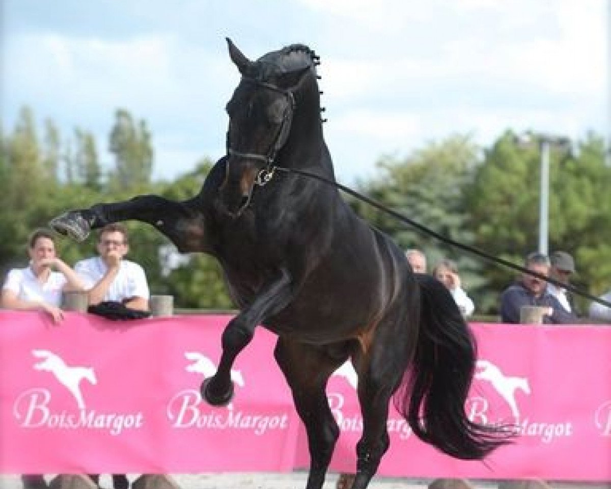 Deckhengst Montender (KWPN (Niederländisches Warmblut), 1994, von Contender)
