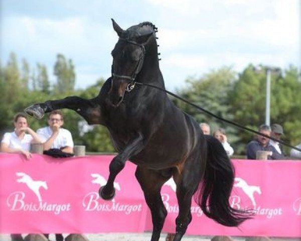 stallion Montender (KWPN (Royal Dutch Sporthorse), 1994, from Contender)