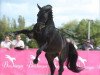 stallion Montender (Dutch Warmblood, 1994, from Contender)