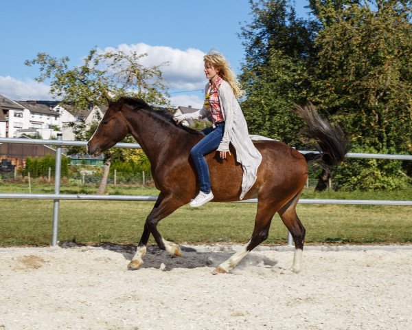 Pferd Vapiano (Deutsches Reitpony, 2012, von Visconti)