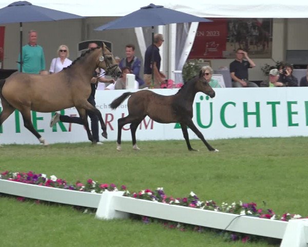 Horse24 Deutsches Fohlenchampionat 2023