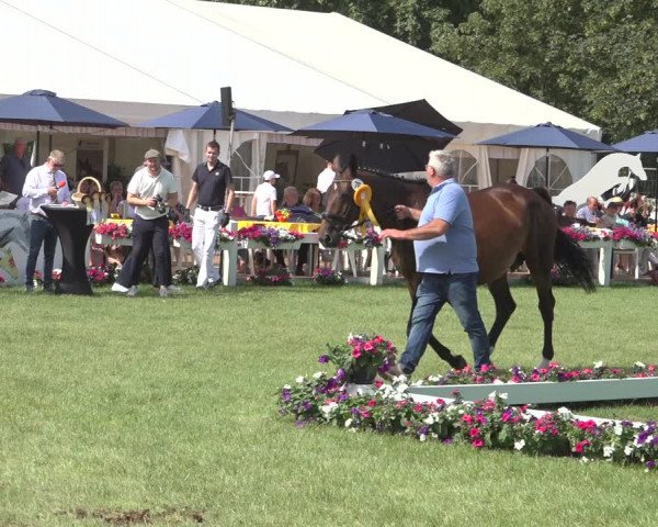Horse24 Deutsches Fohlenchampionat 2023