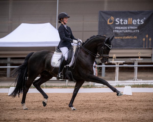 dressage horse Grey Touch 3 (Oldenburg, 2016, from Grey Flanell)