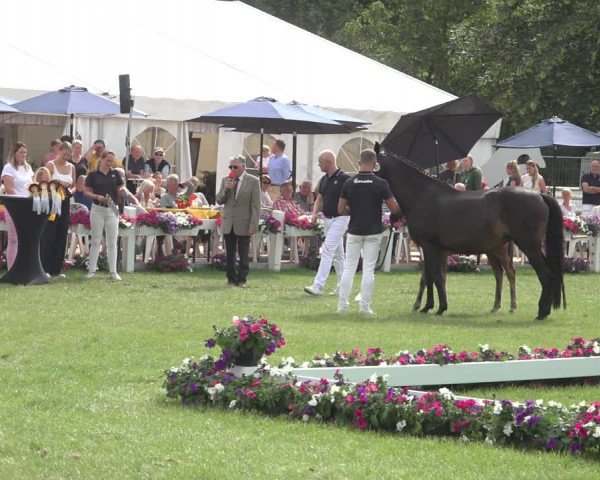 Horse24 Deutsches Fohlenchampionat 2023