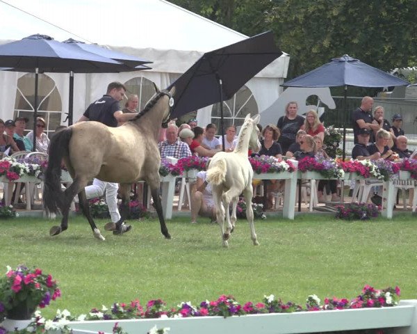 Horse24 Deutsches Fohlenchampionat 2023