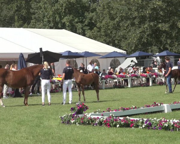 Horse24 Deutsches Fohlenchampionat 2023