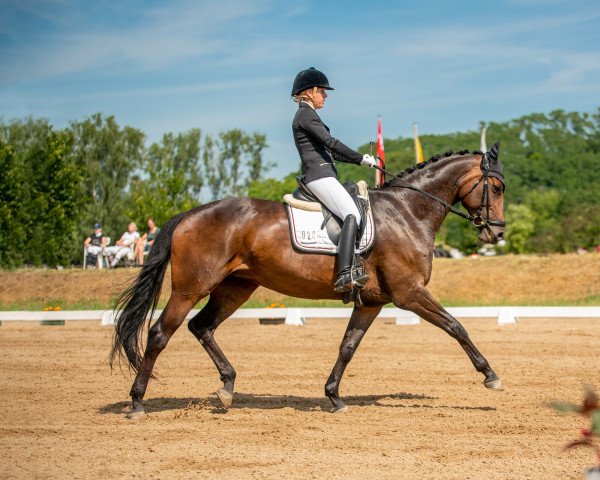 dressage horse Be Mine 4 (German Sport Horse, 2014, from Belantis)
