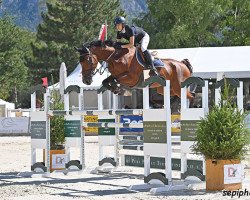 jumper Action Man du Chardon (Swiss Warmblood, 2014, from Action-Breaker)