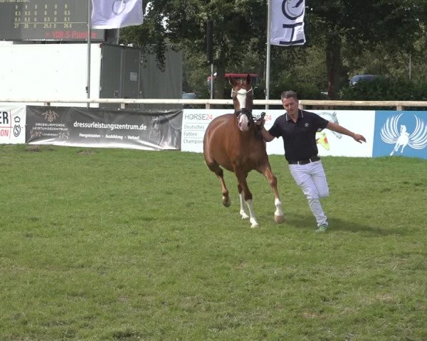 Horse24 Deutsches Elite-Stutenchampionat 2023