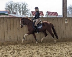 Dressurpferd Stute von FS Numero Uno NRW / FS Champion de Luxe (Deutsches Reitpony, 2020, von Fs Numero Uno)