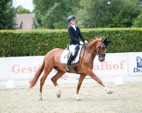 dressage horse Vino VH (Hanoverian, 2016, from Veneno)