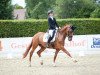 dressage horse Vino VH (Hanoverian, 2016, from Veneno)