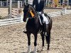 dressage horse Iceman 24 (Oldenburg, 2017, from Asgard's Ibiza)