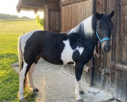 broodmare Ruby (Lewitzer, 2004, from Partner)