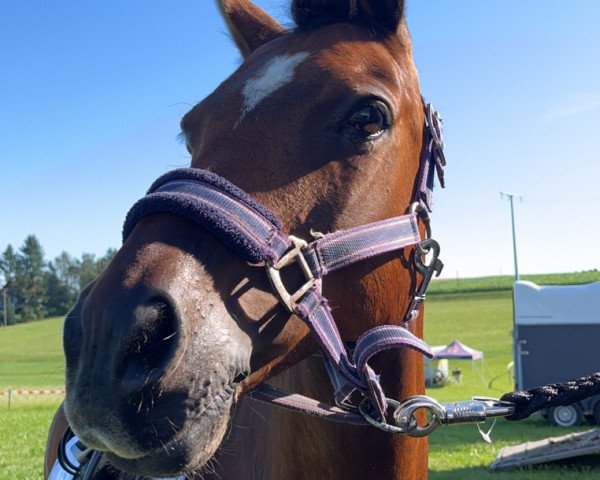 dressage horse Hector (unknown, 2013)