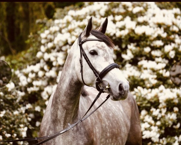 Springpferd Carmenghia GW (Holsteiner, 2018, von Casall)