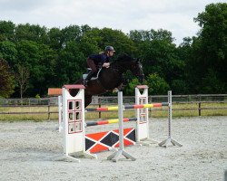 jumper Eternal Flame Ga (Oldenburg show jumper, 2016, from Elliot van Ter Hulst)