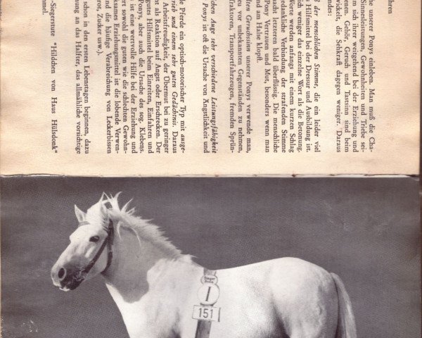 broodmare Hildchen von Haus Hülsdonk (Shetland Pony,  , from Tommi II R 33)