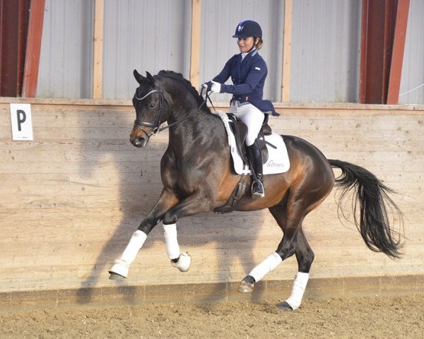 stallion Preussen Party (Trakehner, 2016, from Ivanhoe)