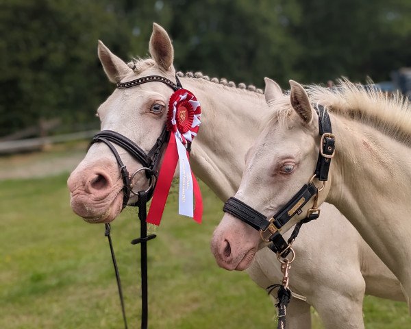 Dressurpferd Golden Suprise B (Deutsches Reitpony, 2023, von Gipfelstürmer)