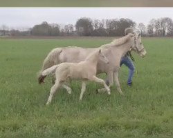 dressage horse Glücksmoment B (German Riding Pony, 2022, from Gipfelstürmer)