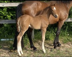 dressage horse Cover Girl B (German Riding Pony, 2022, from DSP Cosmo Royale)