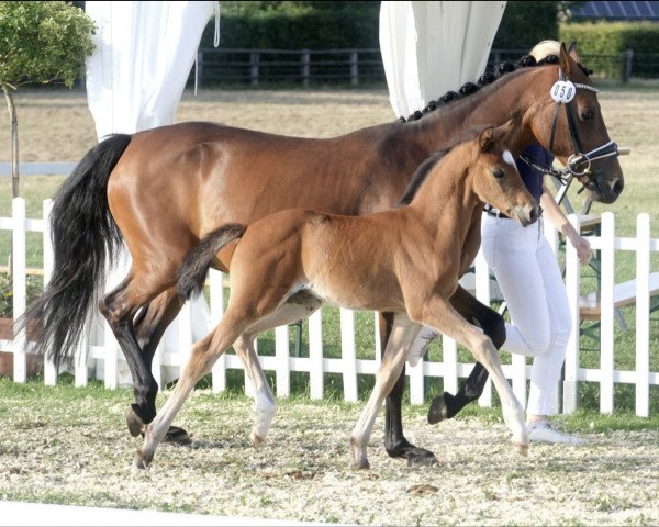 foal by Hengst von DSP Cosmo Royale / Charivari (German Riding Pony, 2023, from DSP Cosmo Royale)