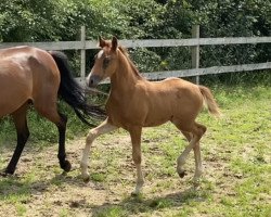 dressage horse Hengst von DSP Cosmo Royale / Charivari (German Riding Pony, 2021, from DSP Cosmo Royale)