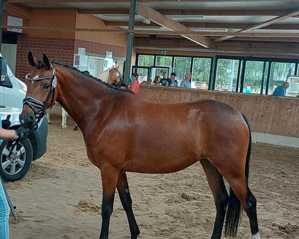 dressage horse HK's Coeur d'amour (German Riding Pony, 2020, from Coer Noble)