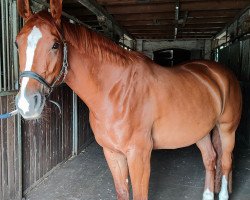 dressage horse Anni (Oldenburg, 2017, from Adoro)