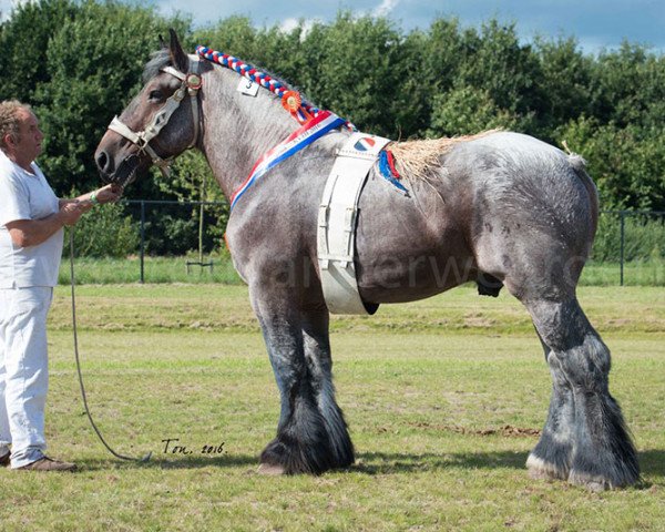 stallion Siem van de Dekkershoef (Brabant/Belgian draft horse, 2012, from Gamin van de Lindehoef)