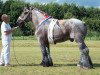 stallion Siem van de Dekkershoef (Brabant/Belgian draft horse, 2012, from Gamin van de Lindehoef)