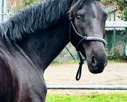 dressage horse Showtime SF (Oldenburg, 2019, from Sandro Hit)