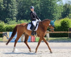 dressage horse Blizzard (Hanoverian, 2016, from Borsalino)