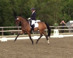 dressage horse Horgaard Dancer (Danish Warmblood, 2017, from Hesselhøj Donkey Boy)