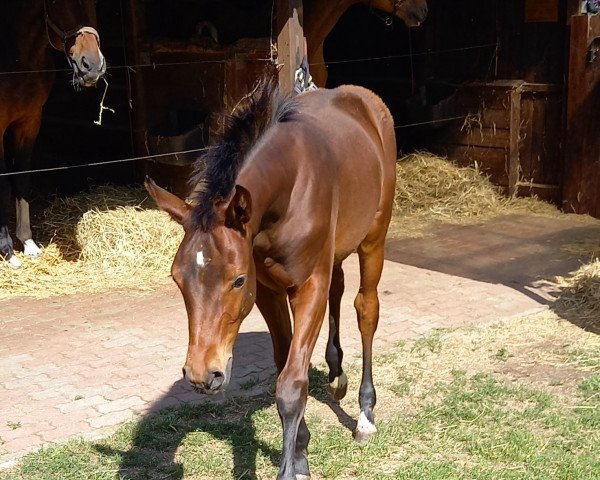 Springpferd Enno von Sternberg Z (Zangersheide Reitpferd, 2022, von Eldorado vd Zeshoek Tn)