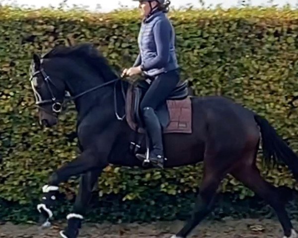 broodmare Nova van de Kempenhoeve (KWPN (Royal Dutch Sporthorse), 2018, from Indian Rock)