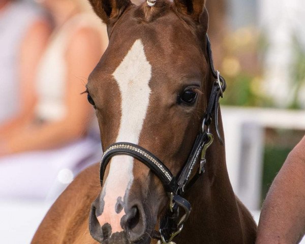 dressage horse Dikita (German Riding Pony, 2023, from D-Gold AT NRW)