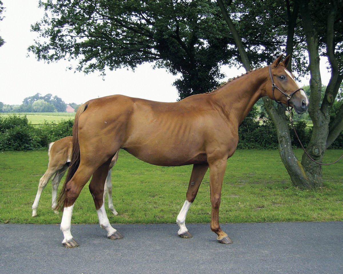 broodmare Ma Dorothee V (Westphalian, 1994, from Mon Chèri)