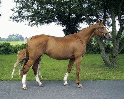 Zuchtstute Ma Dorothee V (Westfale, 1994, von Mon Chèri)