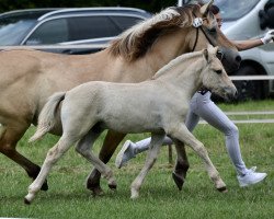 Springpferd Kari (Fjordpferd, 2023, von Konrad)