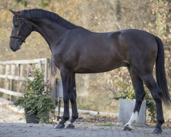 jumper Norin Kang (KWPN (Royal Dutch Sporthorse), 2018, from Zinedine)