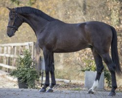 jumper Norin Kang (Swedish Warmblood, 2018, from Zinedine)