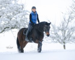 Springpferd Davino 33 (Oldenburger, 2008, von Daddy Cool)